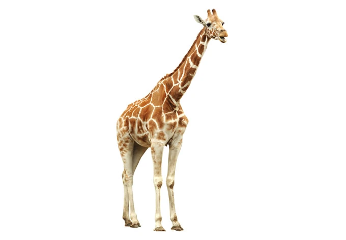 Fensterbild Real Giraffe 