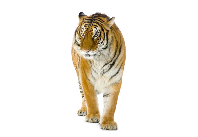 Fensterbild Real Tiger 