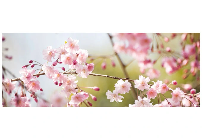 Raamfolie Kersenbloesem 