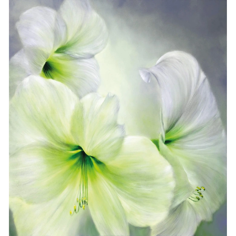 Fototapete Schmucker - Weiße Amaryllis 