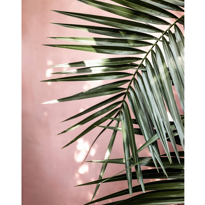 Fotobehang Palmblad voor roze muur - Böhmer 
