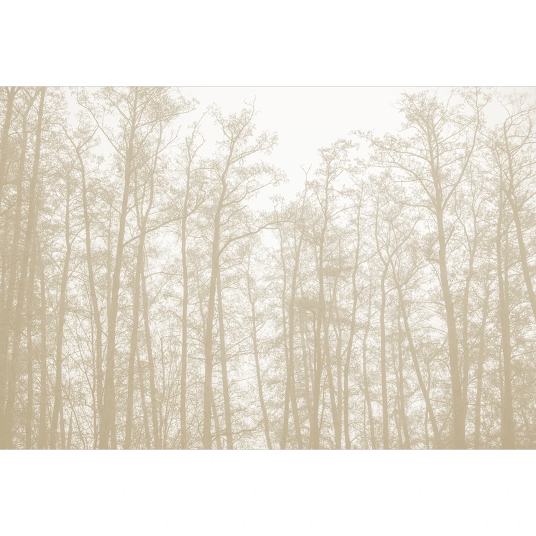 Fototapete Waldtapete - Stiller Winterwald - Böhmer 