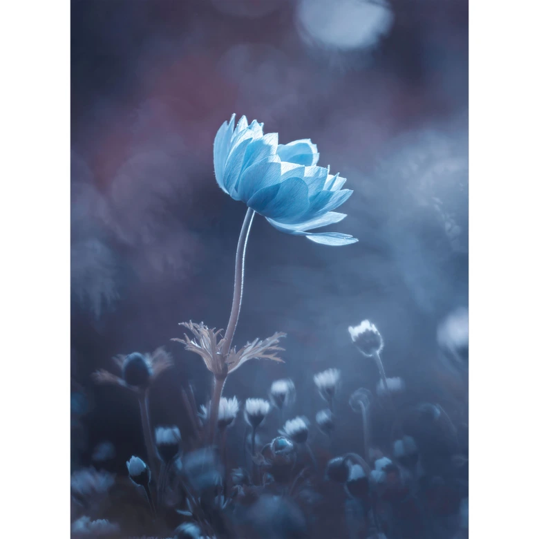 Papel Pintado Floral para Dormitorio - Bravin 