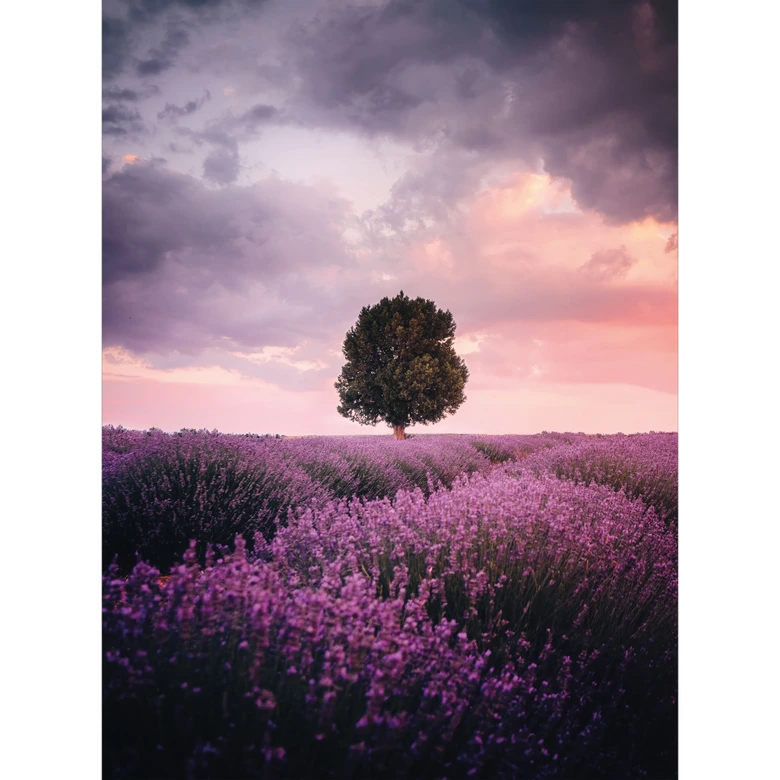 Fototapete Lila Lavendelfelder bei Sonnenuntergang - Cevik 