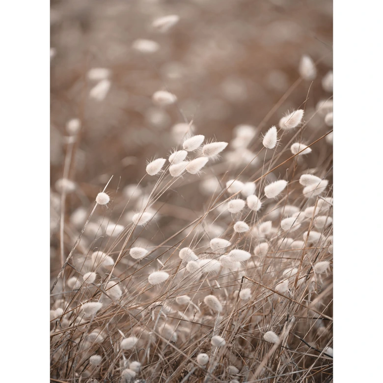 Fototapete Zarte Gräser im Herbstlicht - Collins 