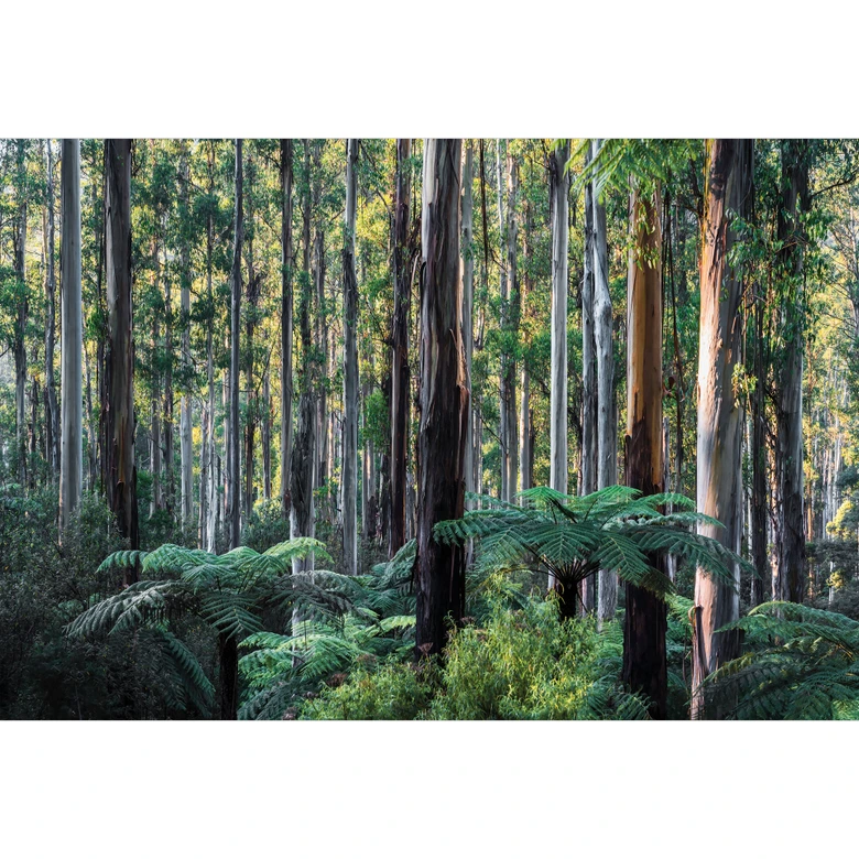 Natur Fototapete Eukalyptuswald in den Yarra Ranges - Colombo 