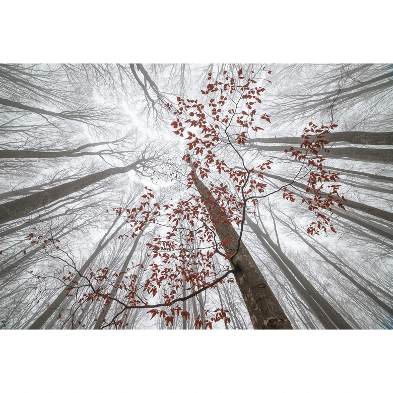 Papier peint photo Cimes d'arbres aux feuilles rouges - Coman 
