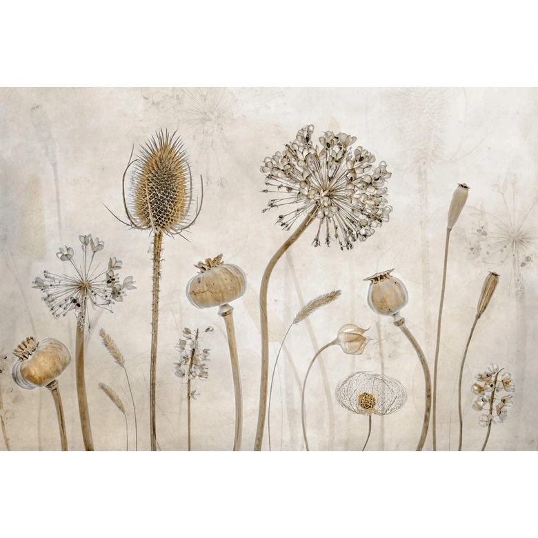 Fototapete Disher - Trockenblumen 