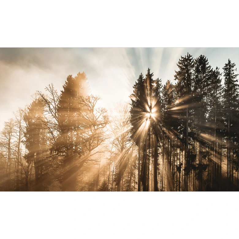 Fototapete Lichtstrahlen im Wald | Waldtapete fürs Schlafzimmer - Eisenmann 