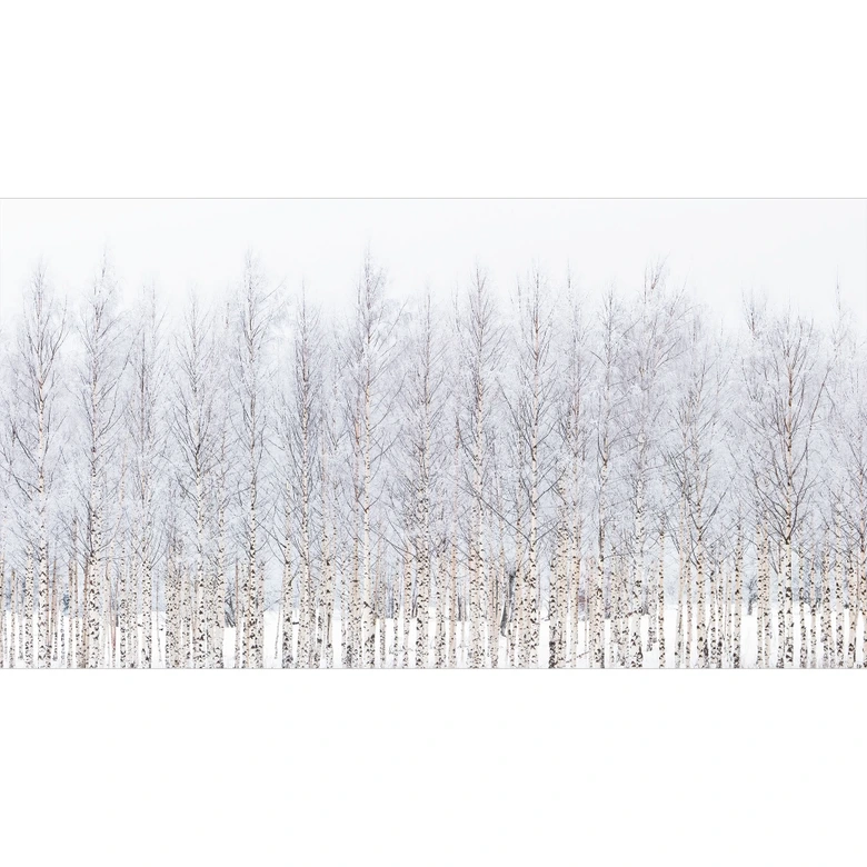 Fototapete Waldtapete Birkenwald im Winter - EMELIEmaria 