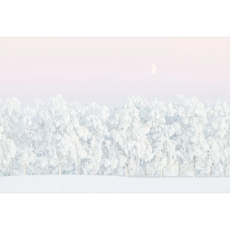 Fototapete Winterlandschaft - Verschneiter Winterwald mit Mond - EMELIEmaria 