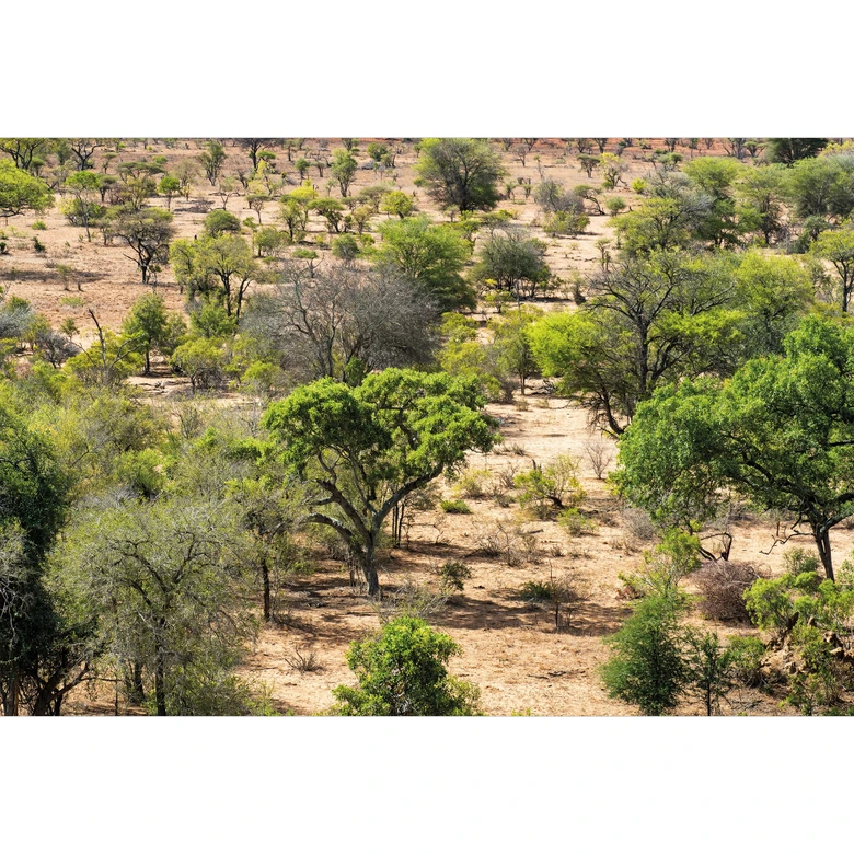 Fototapete Savannenlandschaft in Afrika - Hugonnard 