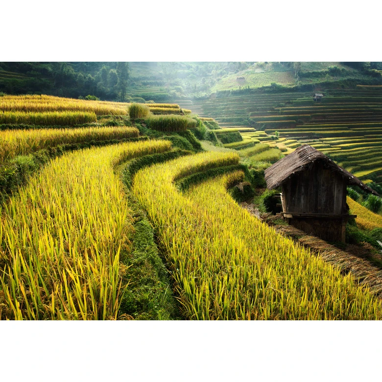 Fototapete Intarob - Reisfelder in Vietnam 