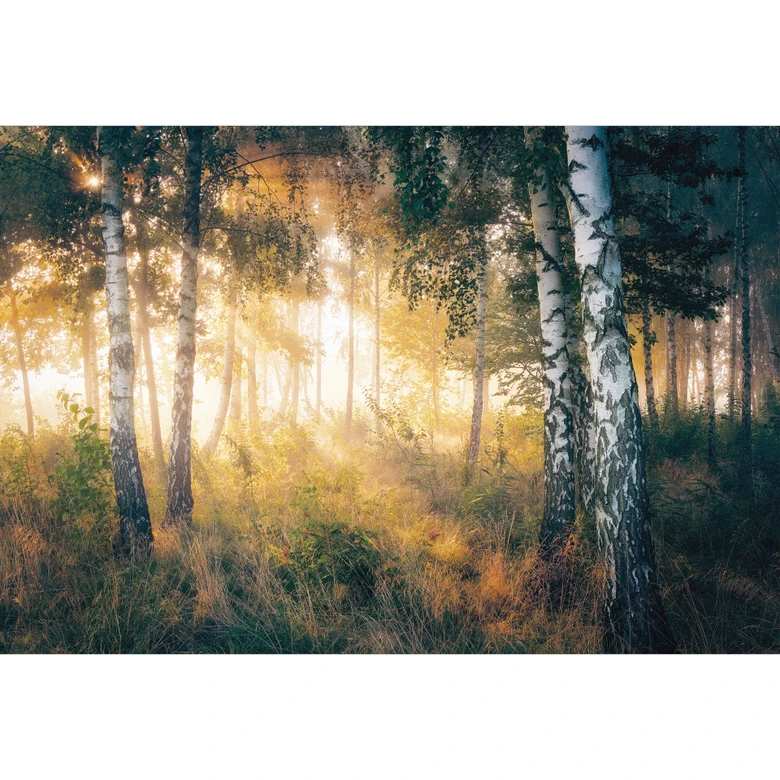 Wall Mural Sunshine in the birch forest - Forest wallpaper - Kado 