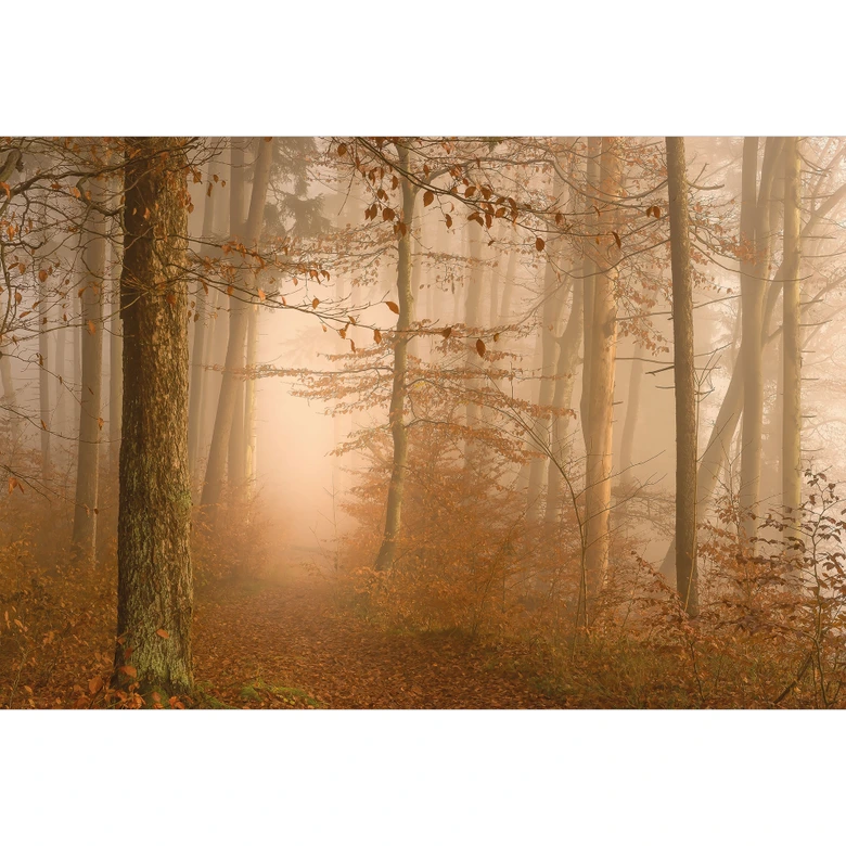Papier peint forêt - brume et lumière dans la forêt d'automne - Maier 