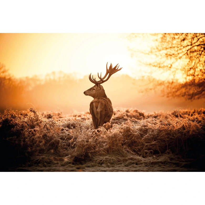 Fototapete Majestätischer Hirsch 