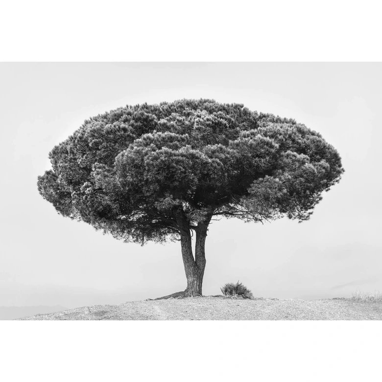 Martin - Fototapet av träd i svartvitt 