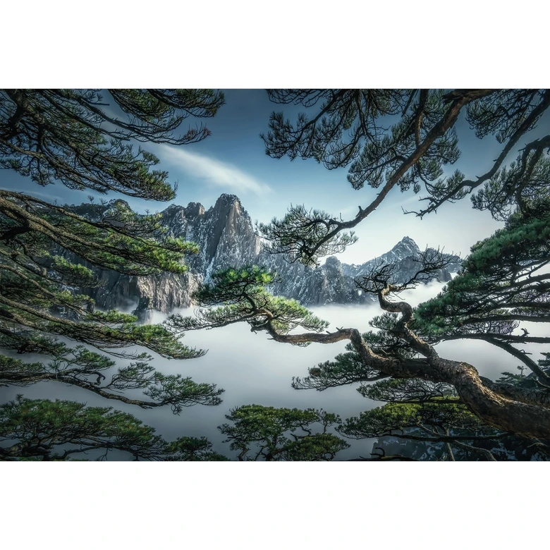 Fototapete Kiefernwald im Huang Shan Gebirge - NingYun Ye 