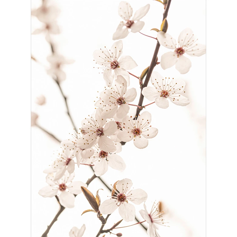 Bloemen Fotobehang tak met witte kersenbloesems - Sisi & Seb 