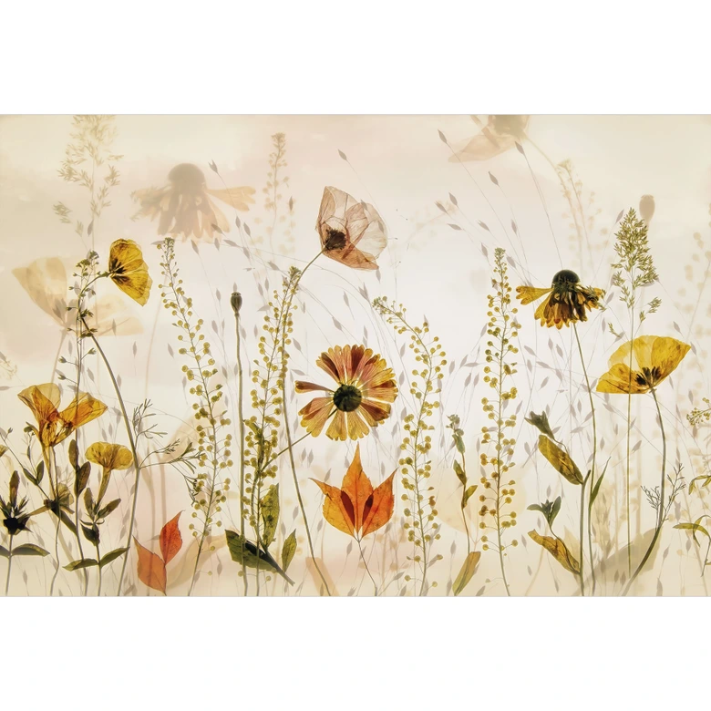 Fototapete Wilde Wiesenblumen im Sonnenlicht | Florale Tapete - Talen 