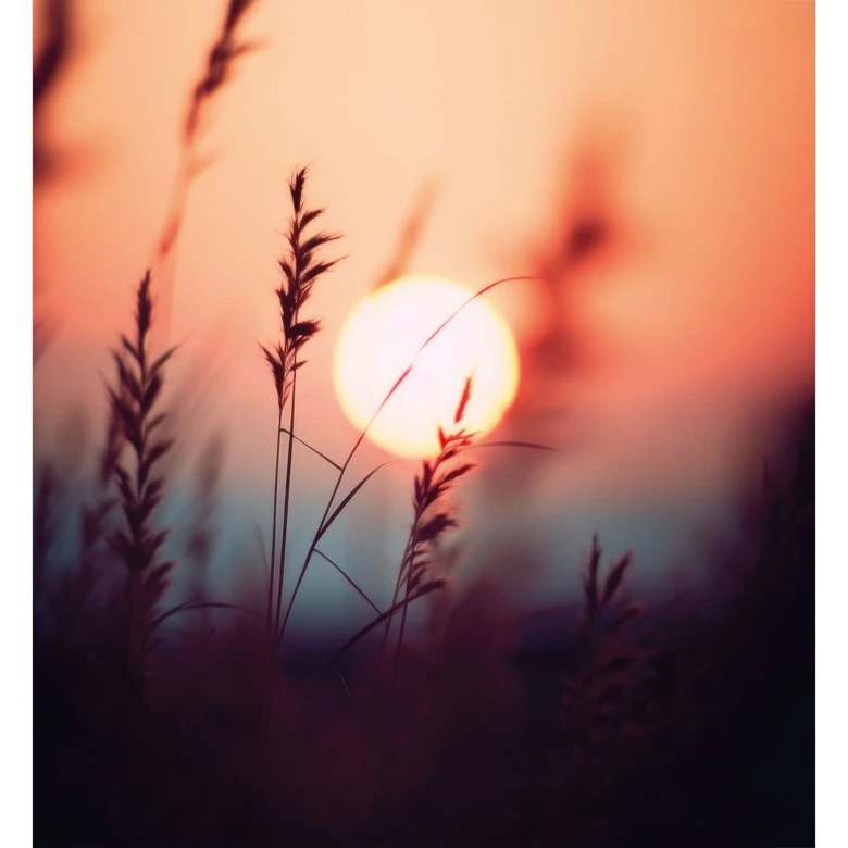 Natur Fototapete Gräser im Licht der glühenden Sonne - Treechild 