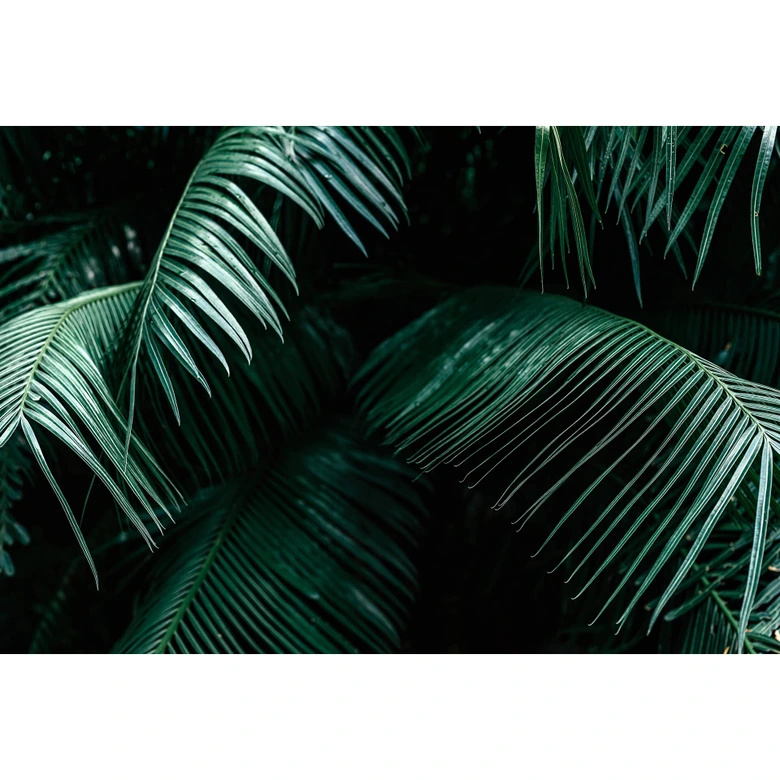 Fotomural de botánica tropical 