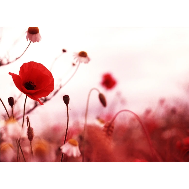 Fototapete Mohn Impressionen 