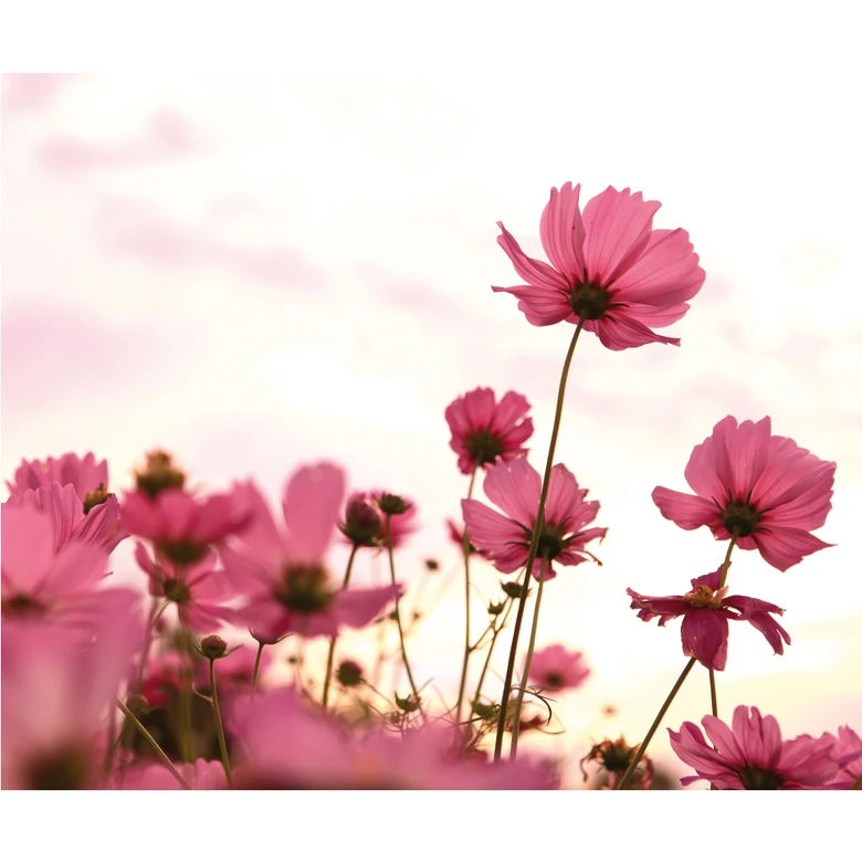 Fototapet med rosa kosmos 