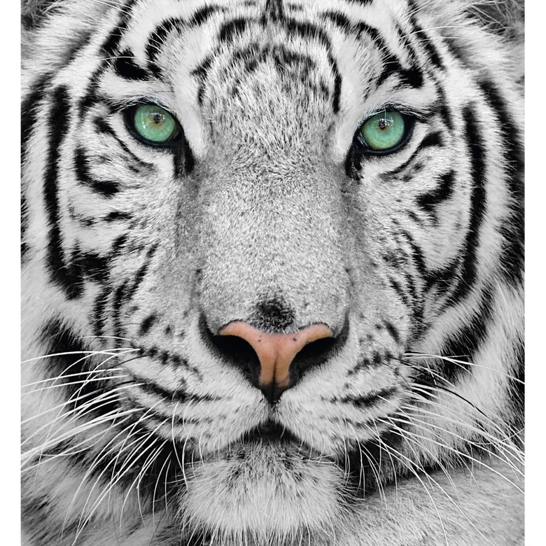 Fototapeta z tygrysem sumatrzańskim - 240x260 cm 