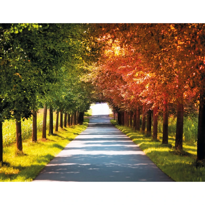 Fototapete Herbst - 336x260 cm 