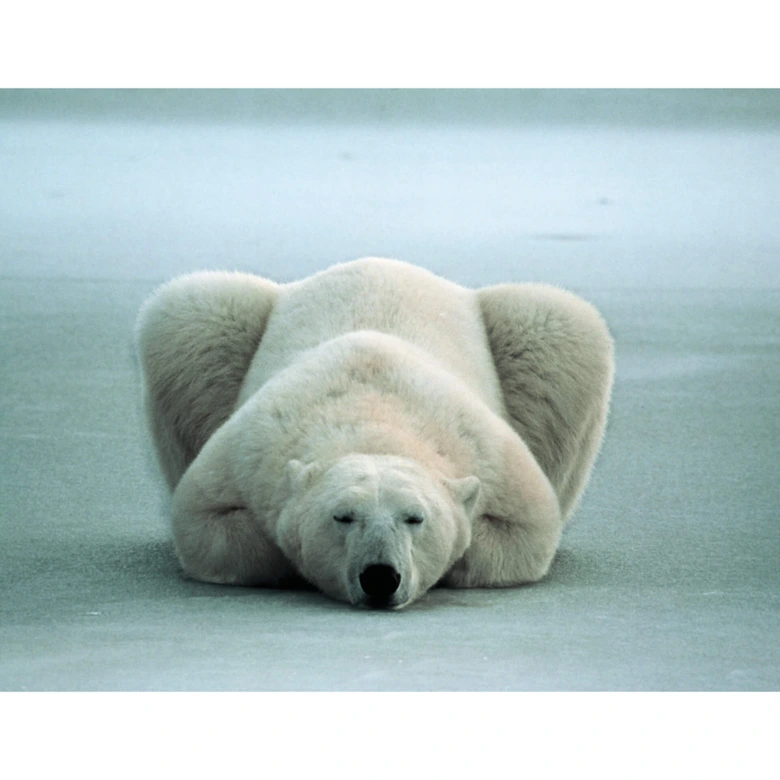 Papier peint photo NG Ours polaire endormi - 336x260 cm 