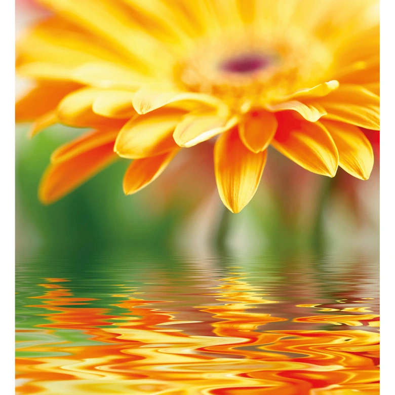 Gerbera Reflection - Wall Mural 