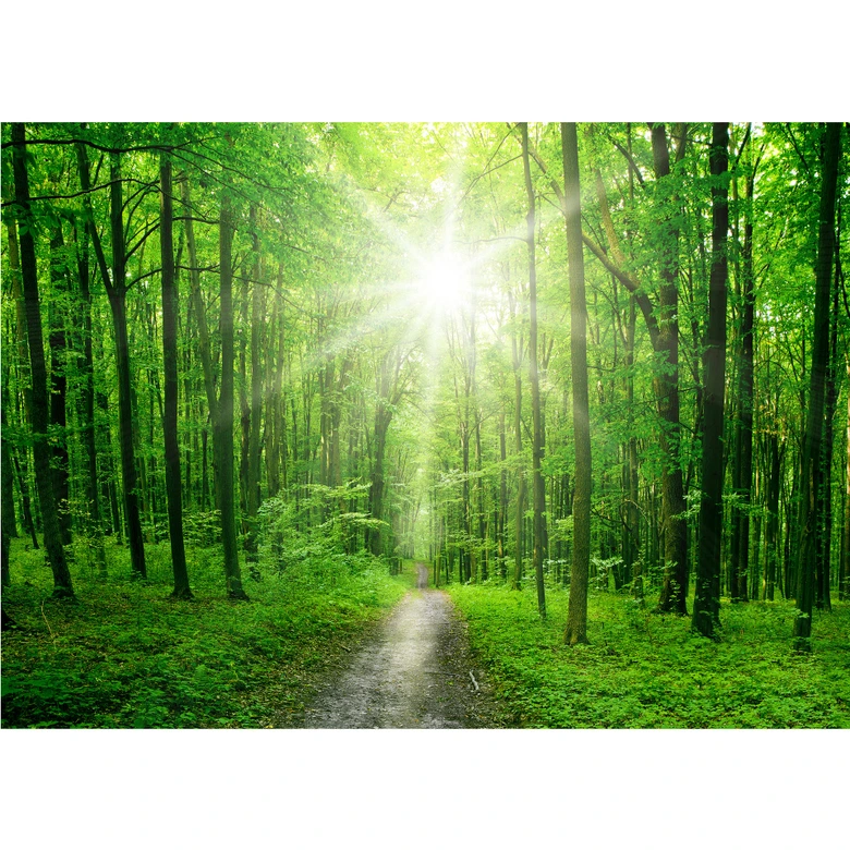 Fotomural de Sunny Forest 