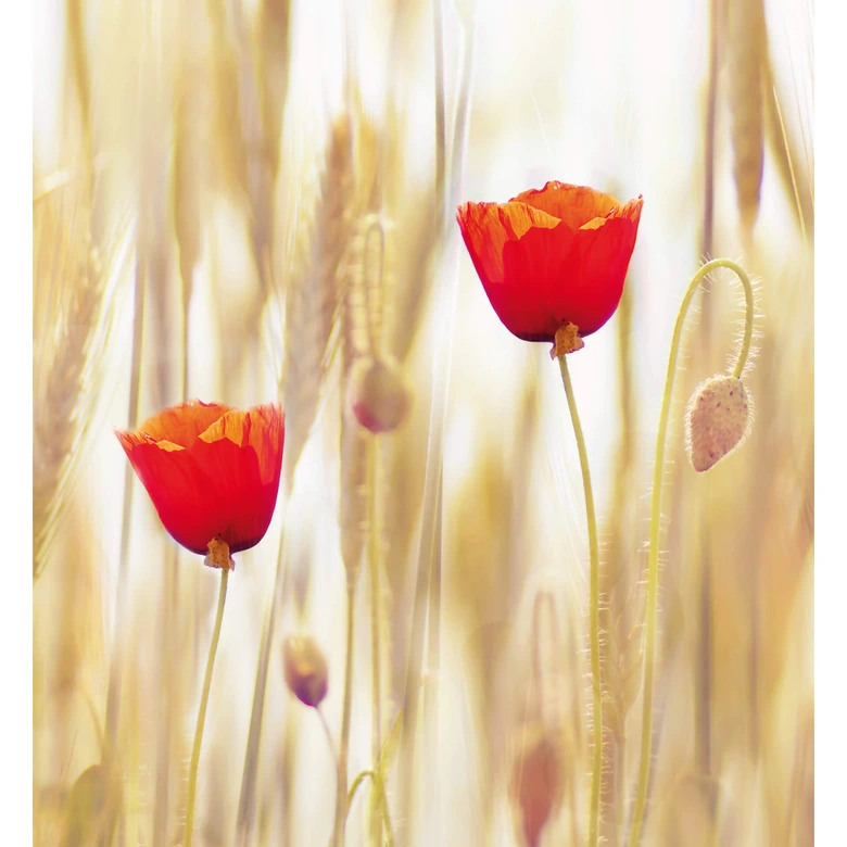 Poppies - Wall Mural 