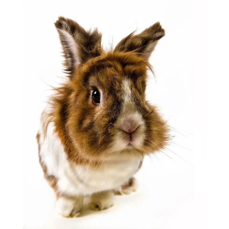 Rabbit - Wall Mural 