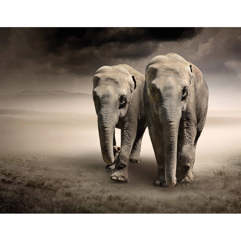 Fotobehang De Olifanten 