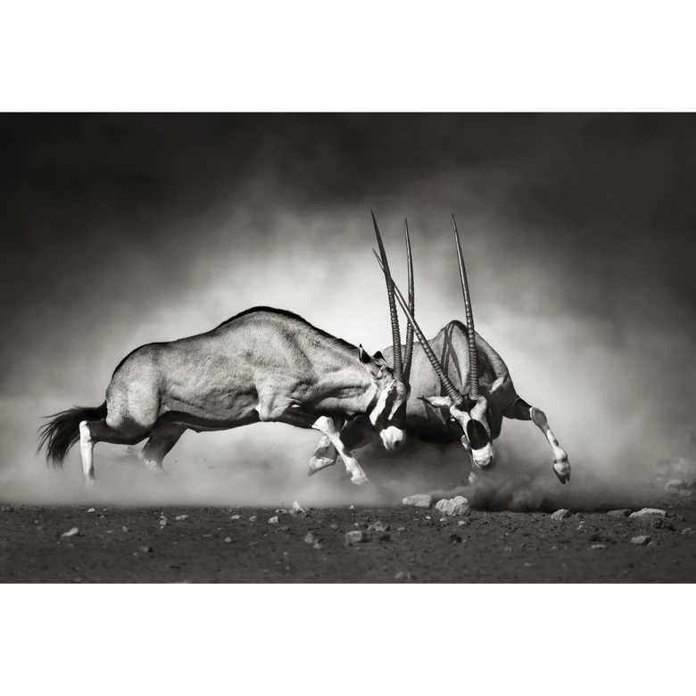Fototapet - The Duel - 384x260 cm 