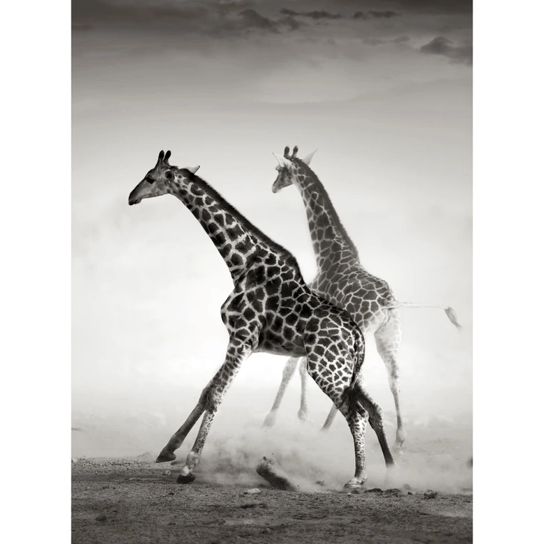 Fototapet The Escape - 192x260 cm 