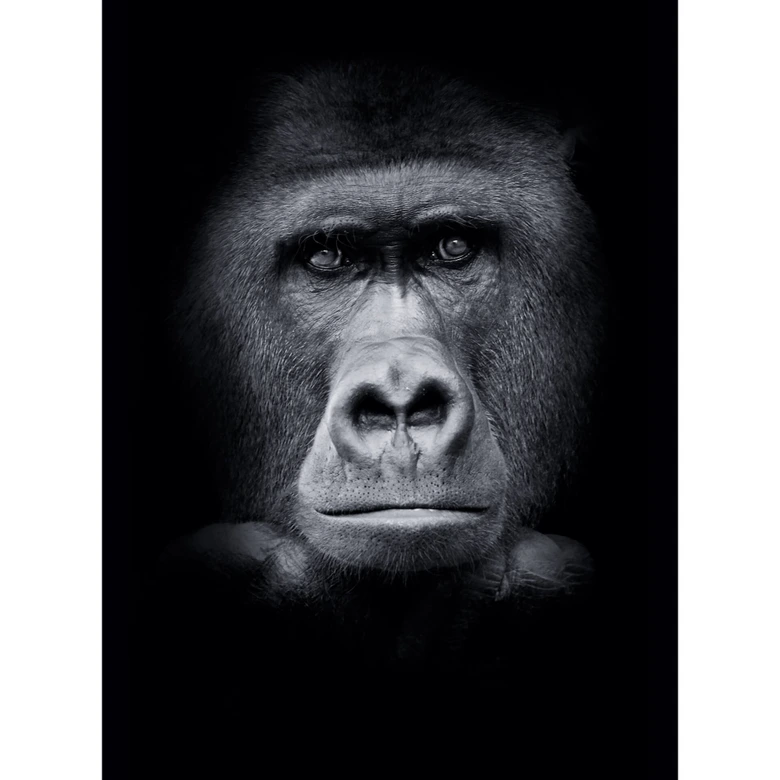 Gorilla - Wall Mural 