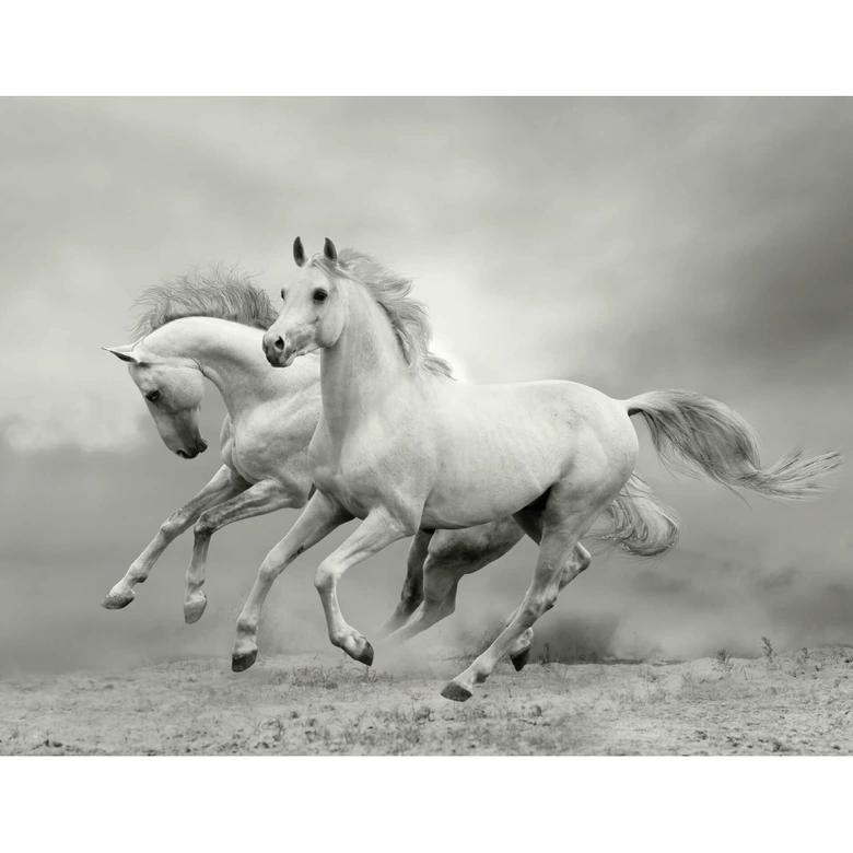Fotobehang Paarden in Galop 