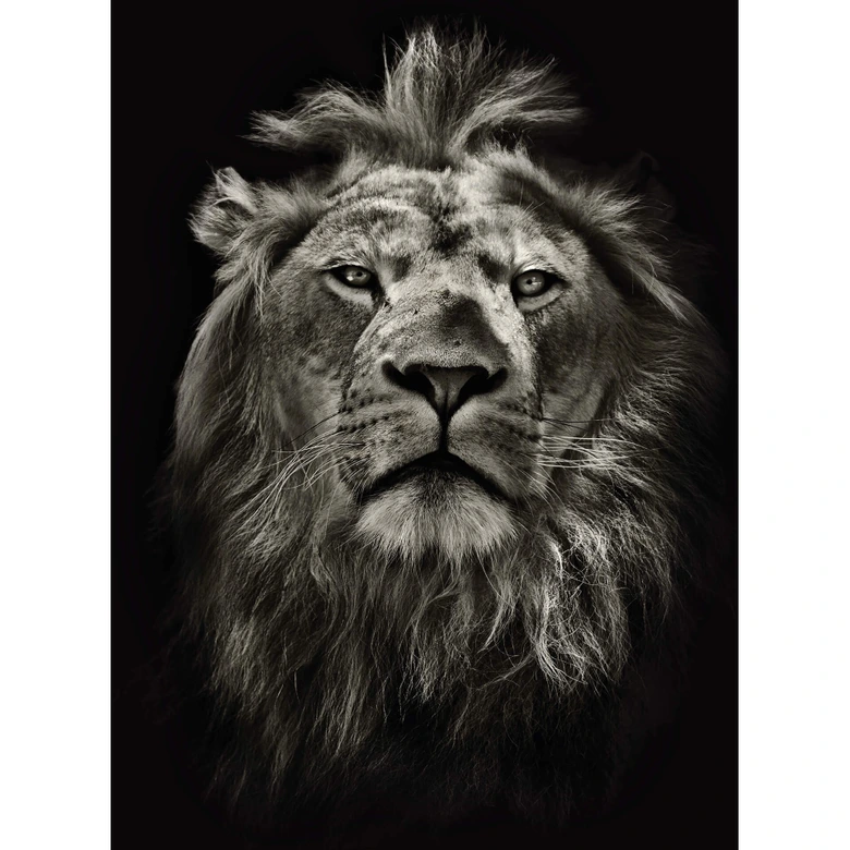 Fototapete Lion - 192x260 cm 