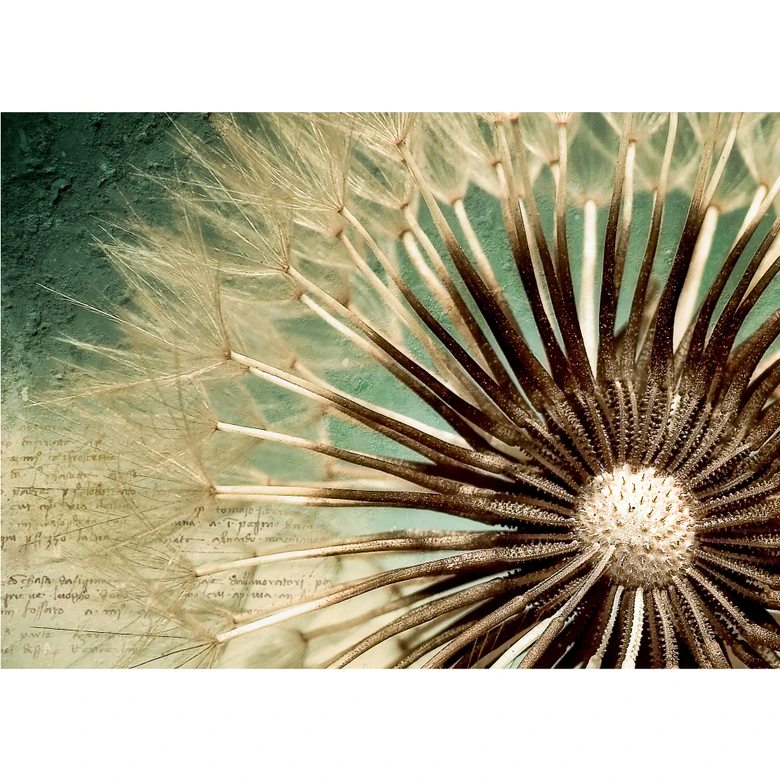 Fototapete Pusteblumen-Poesie 336x260 cm 