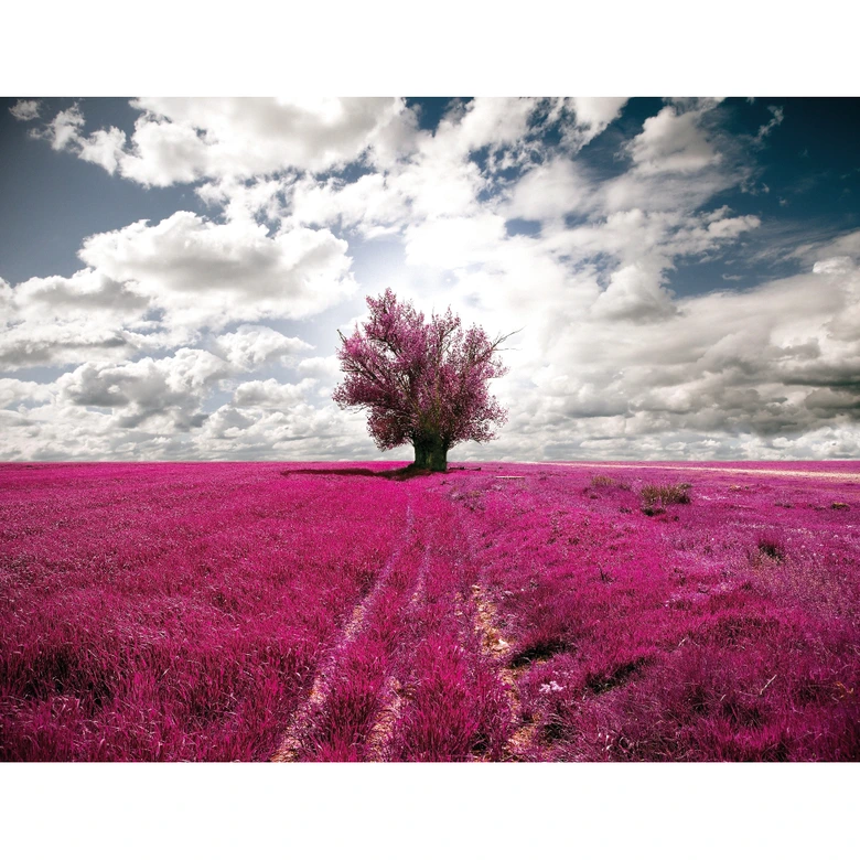 Fototapete The Lonely Tree - 336x260 cm 