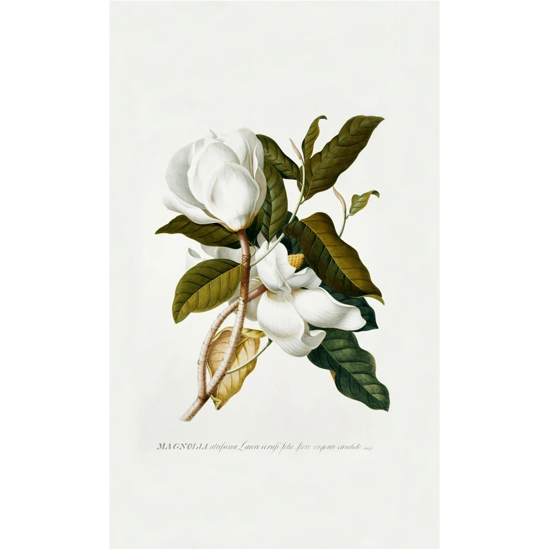 Fototapete Ehret - Magnolie 
