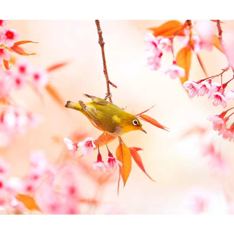 Fototapete Vogelgezwitscher in der Kirschblüte 