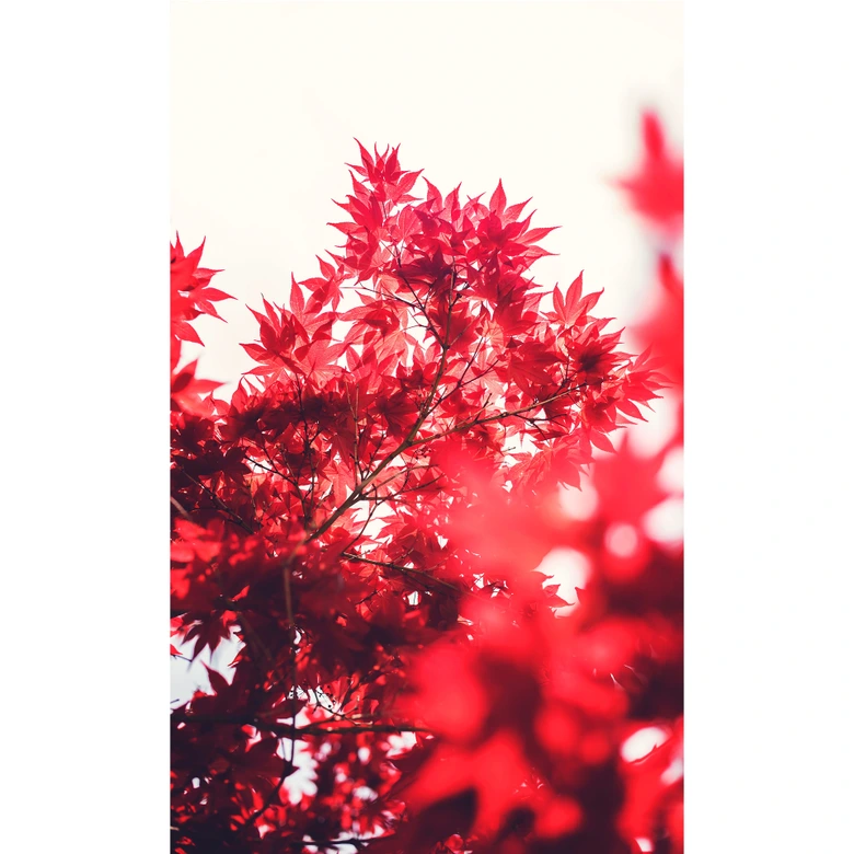 Fotobehang Esdoorn in de herfst 