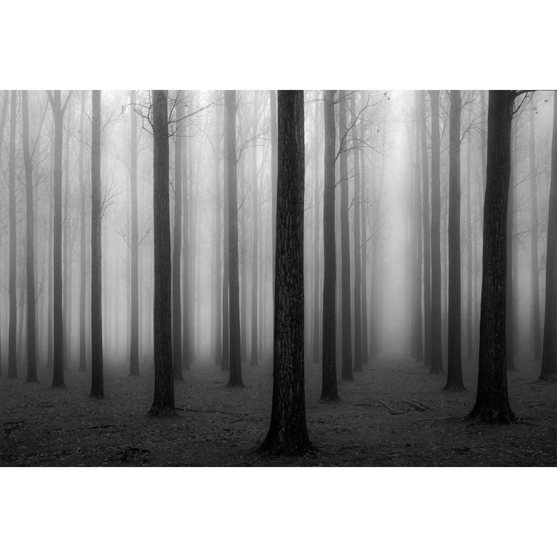 Fototapete Bongaerts - Nebel im Wald - 384x260 cm 