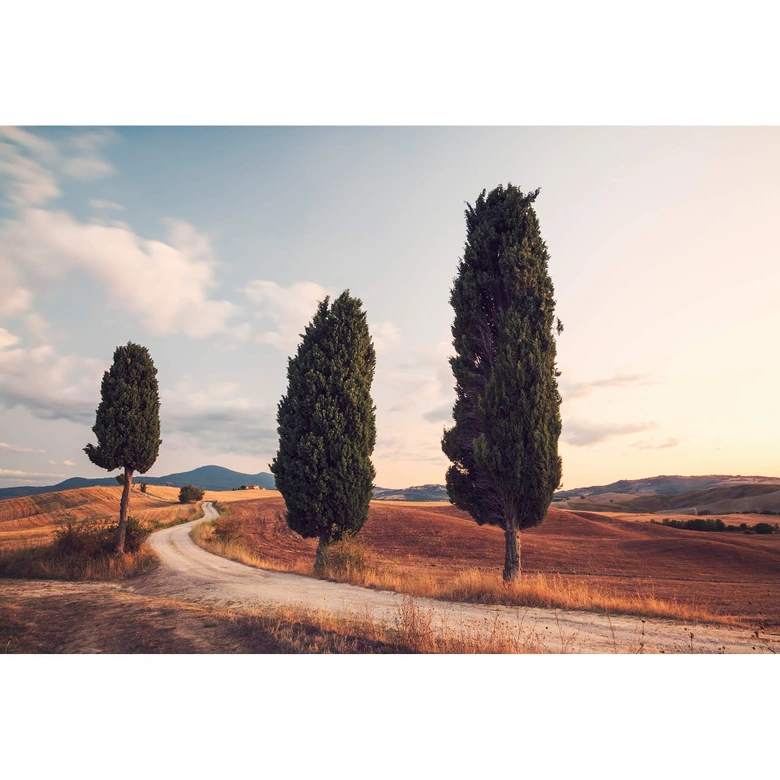 Fotobehang Colombo - Drie Cypressen 
