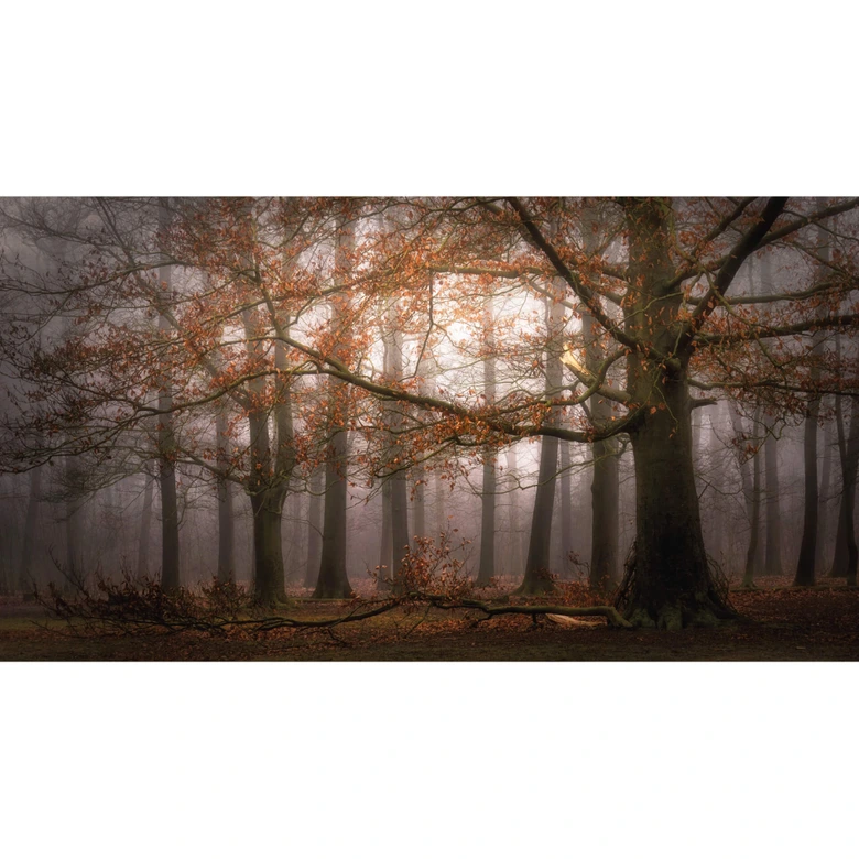 Dingemans - Fotomural "Niebla en el bosque de otoño 