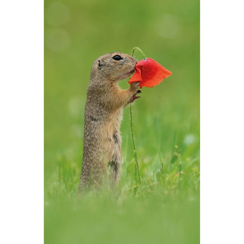 Fototapete van Duijn - Erdhörnchen mit Mohnblume 